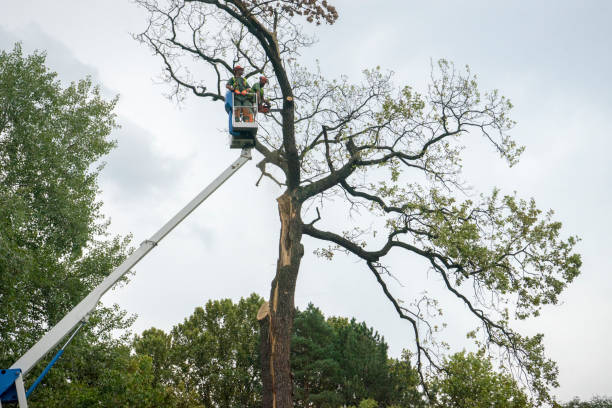 How Our Tree Care Process Works  in Milbank, SD